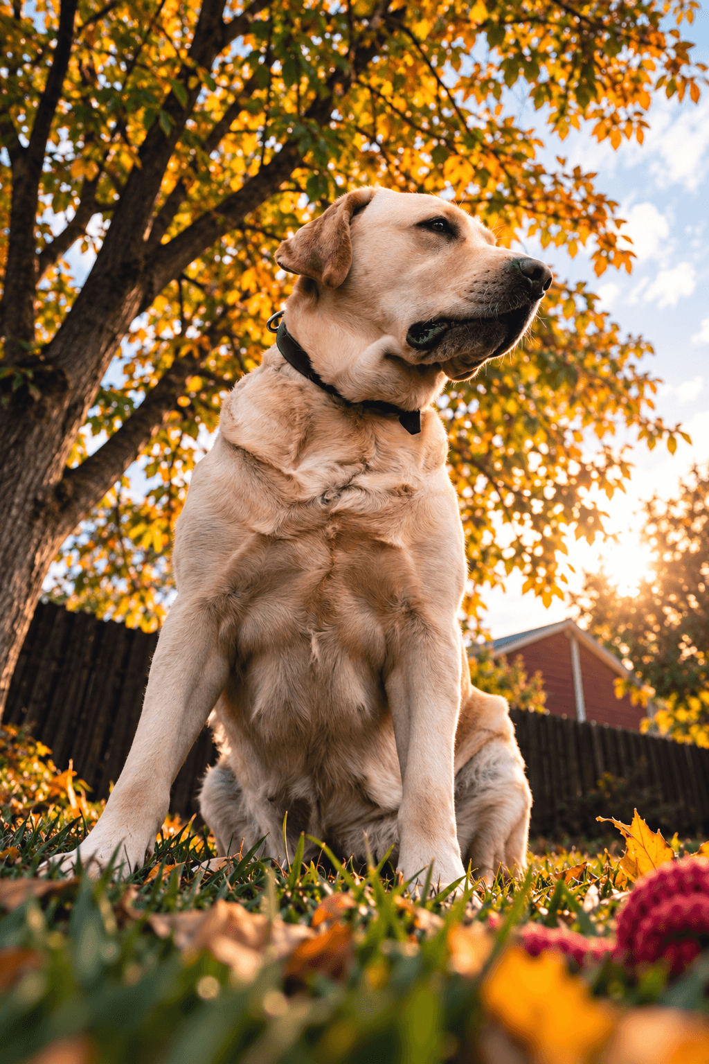 Labrador Retriever in Autumn Yard example 3