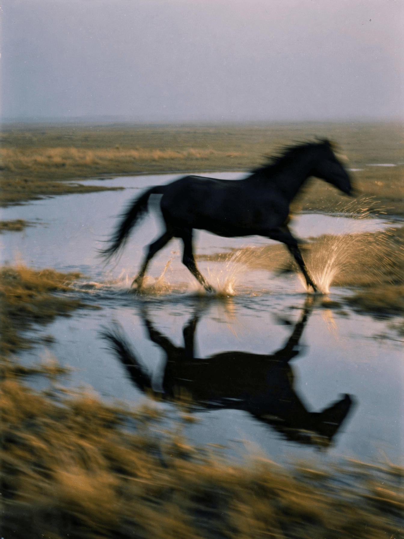 Black Horse Galloping Through Water example 2