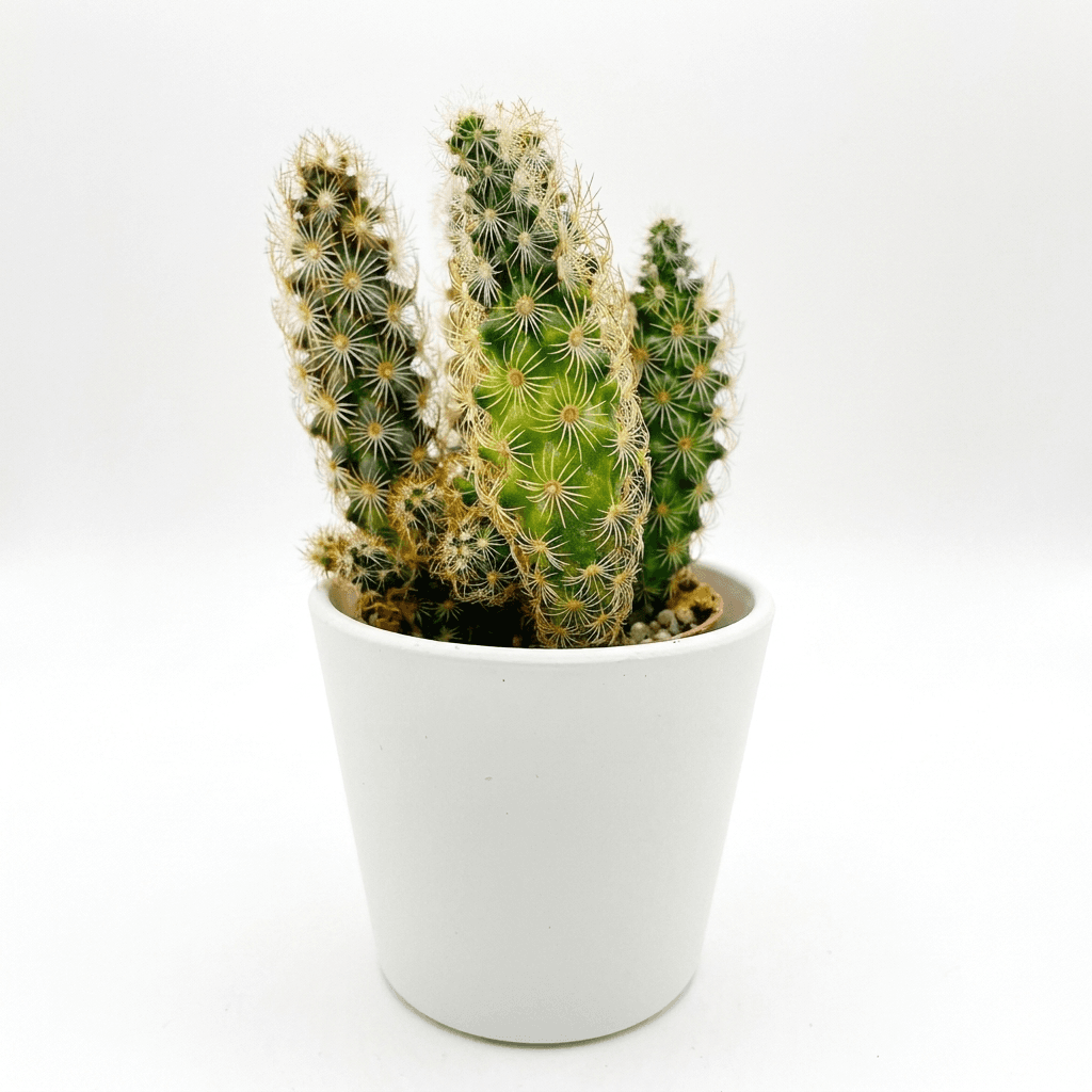 Spiny Green Cactus in White Pot example 26, output 2