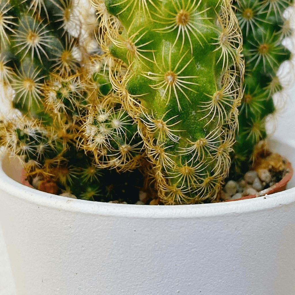 Spiny Green Cactus in White Pot example 26